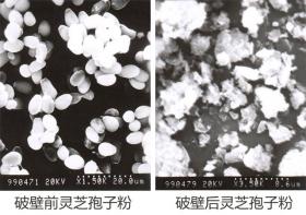 普萊申超微粉碎機(jī)，靈芝孢子粉破壁率超95%，撬動(dòng)了靈芝市場(chǎng)